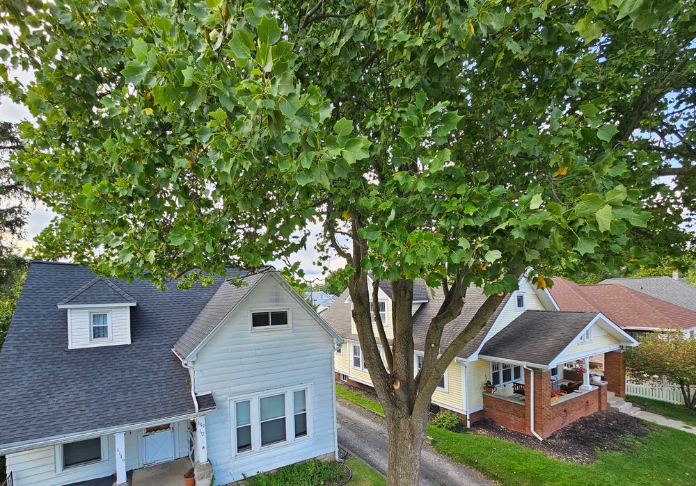 Pruning & Trimming & Shaping for Highborn Tree Service in Wheatfield, IN