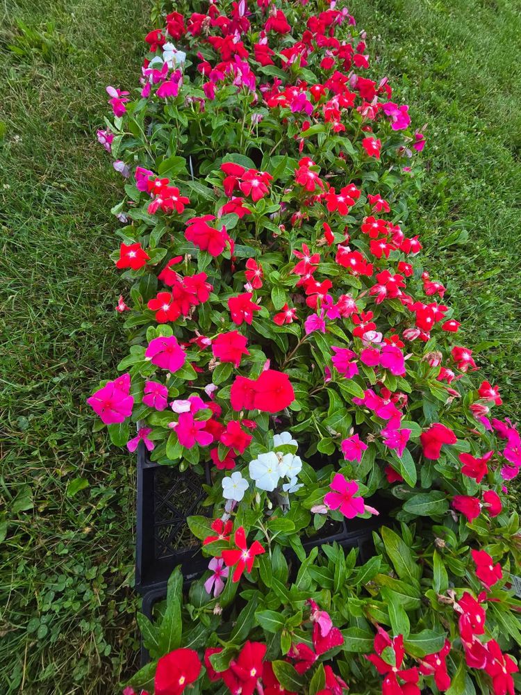 All Photos for Down Home Landscaping in Stillwater, PA