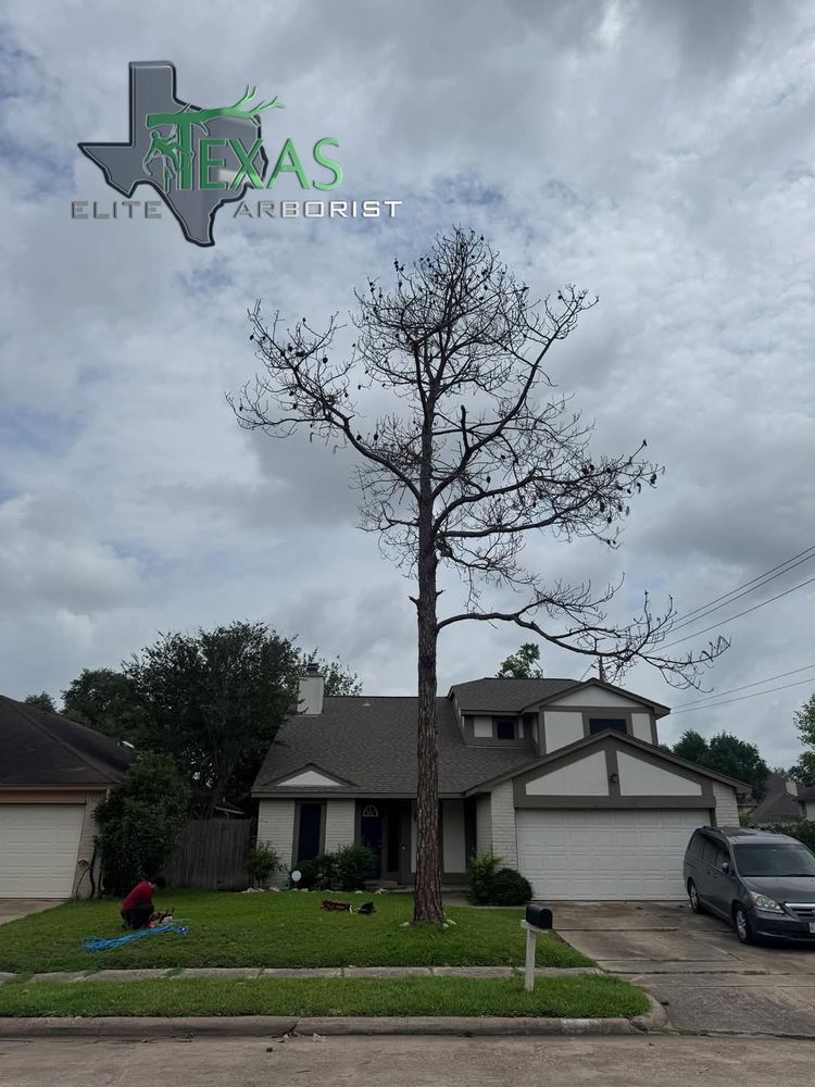 Enhance your property's beauty and safety with our professional Tree Trimming service, expertly shaping and maintaining your trees to ensure optimal health while preventing potential hazards from overgrown branches. for Texas Elite Arborist in Houston, TX