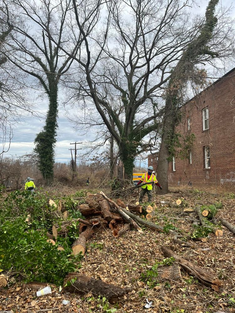 Tree Removal for Lux Arbor Tree Services in Harrisonburg, VA