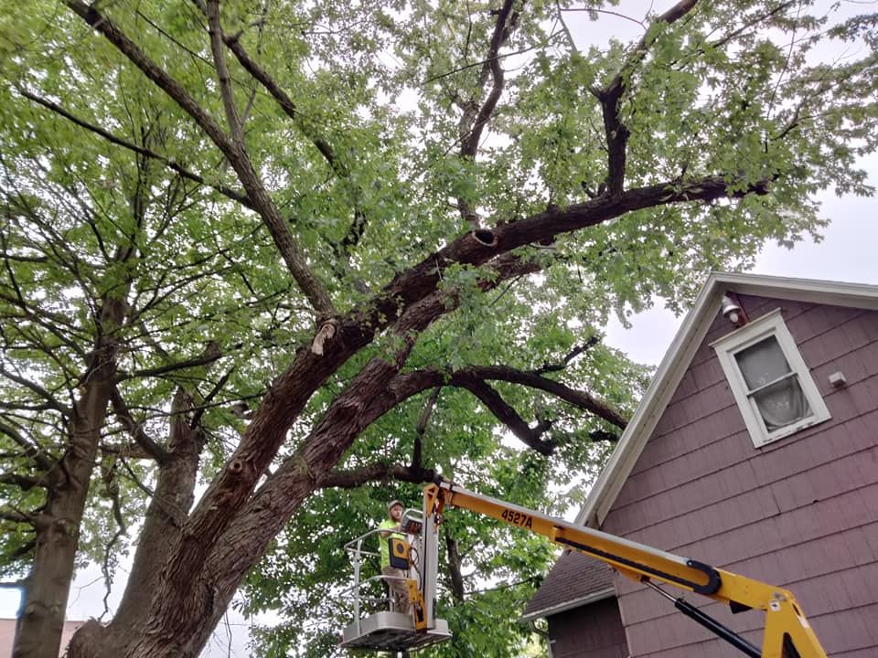 Tree Trimming for Billiter's Tree Service, LLC in Rootstown, Ohio