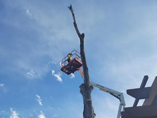 All Photos for Sloan Tree Service in Aurora, CO