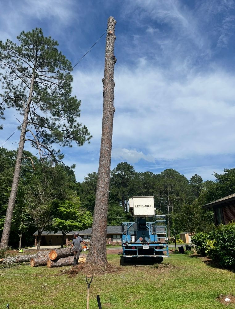 All Photos for T N L - Tree and Land Service in Reynolds, GA