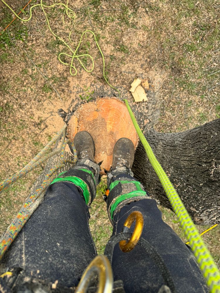 Tree climbing  for Z’s Trees LLC in Grey Forest, TX