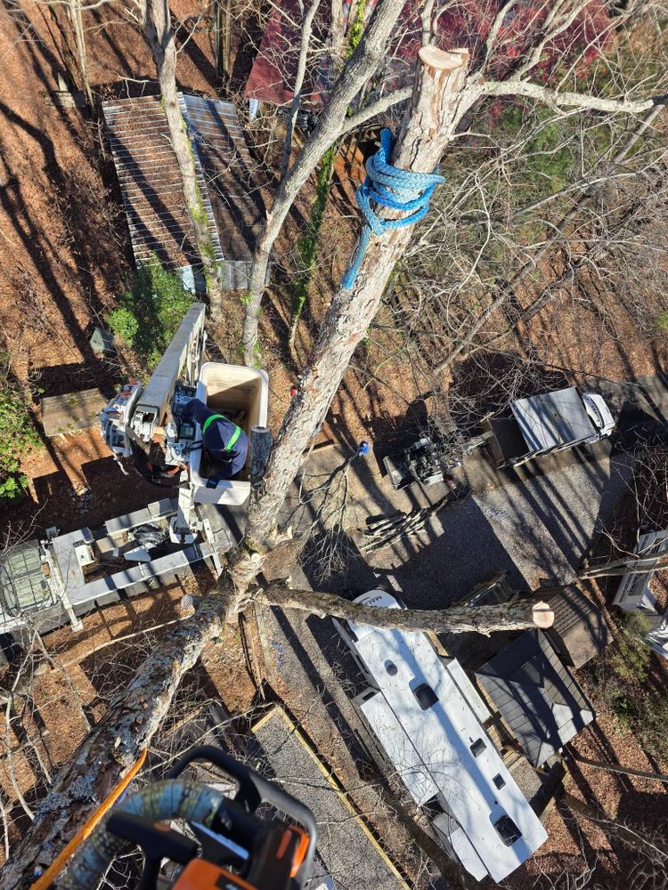 All Photos for Bobcat Bob in Clermont, GA