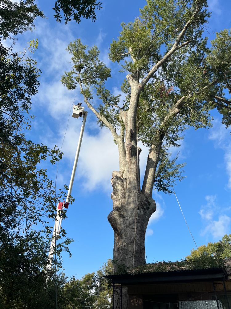 All Photos for JC Land and Tree Service in Kilgore, TX