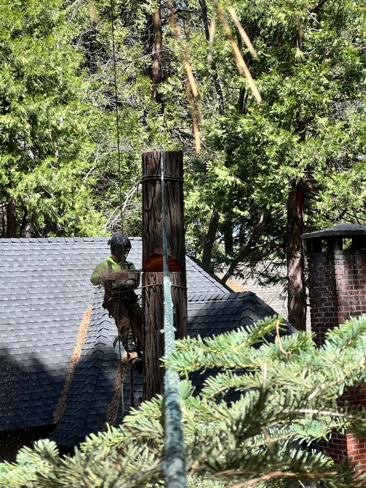 All Photos for Poseidon Valley Tree Service Corp in San Bernardino, CA