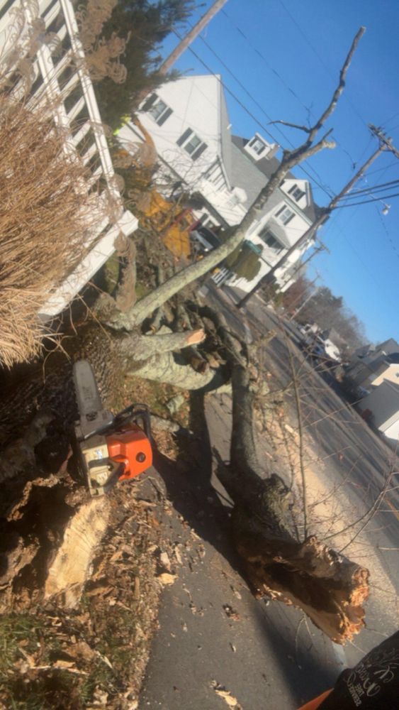 All Photos for Dwights Tree Service in Middleborough, MA