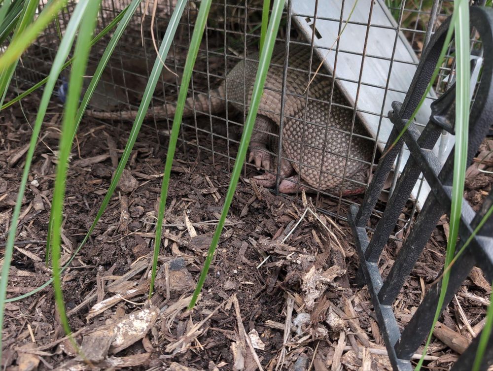 All Photos for Topper's Wildlife Removal in Garland, TX