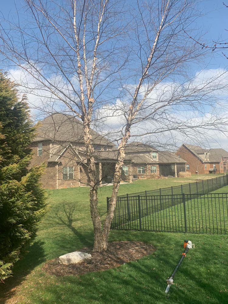 All Photos for Optimum Tree Service And Landscaping in Bowling Green, KY