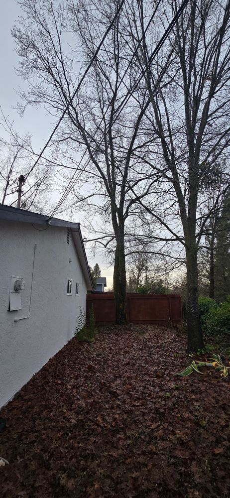 All Photos for George Staddan's Professional Tree Care in Placerville, CA