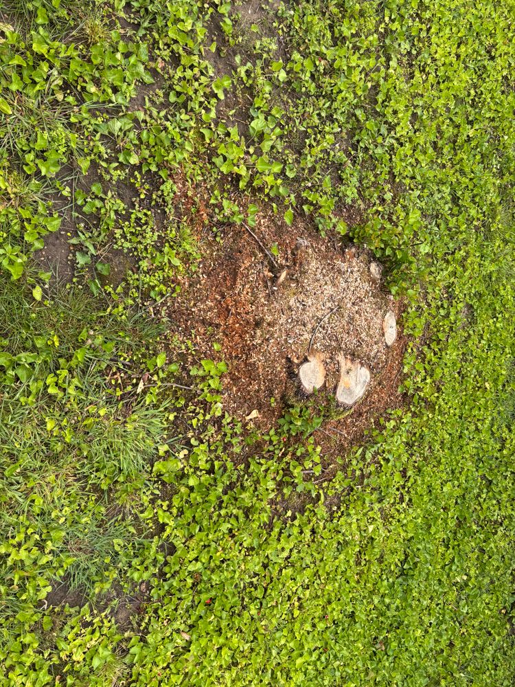 All Photos for Conrad's Stump Removal in Columbus, IN