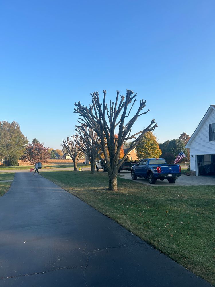 Tree Removal for Optimum Tree Service And Landscaping in Bowling Green, KY