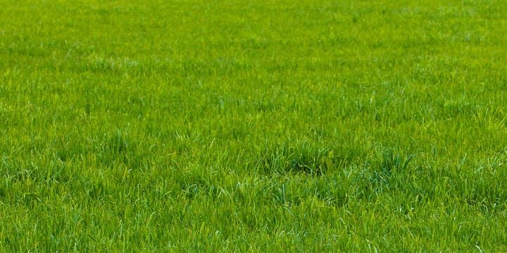 Our professional mowing service ensures a pristine, well-manicured lawn that enhances your home's curb appeal, using top-of-the-line equipment for precise cuts and tailored care to maintain lush, healthy grass. for Steele’s Outdoor Services in Forest Lake, MN