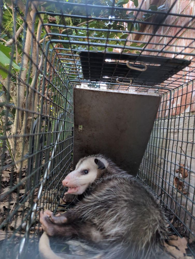 All Photos for Topper's Wildlife Removal in Garland, TX