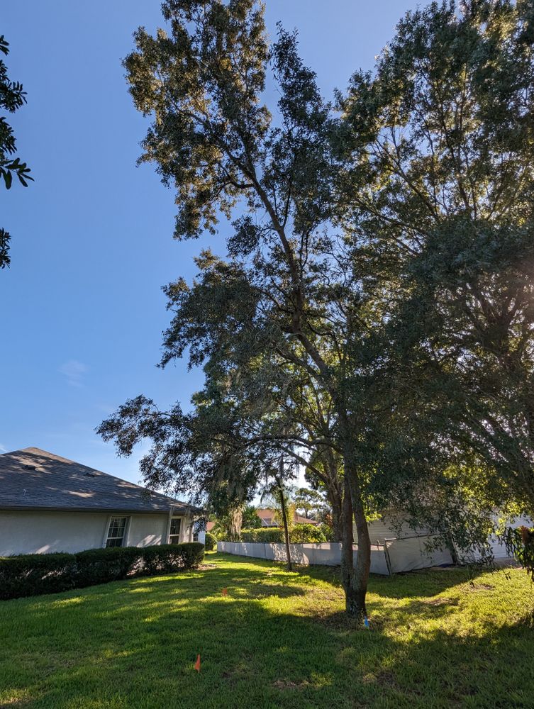 All Photos for Regal Tree Service and Stump Grinding in Wauchula, FL