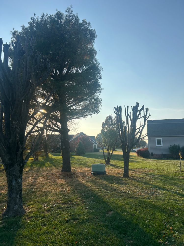 All Photos for Optimum Tree Service And Landscaping in Bowling Green, KY