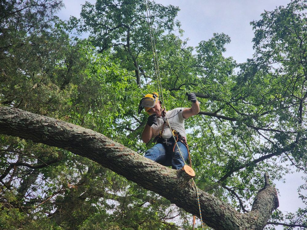 Tree Removal for Affordable Tree Service TN in White House, TN