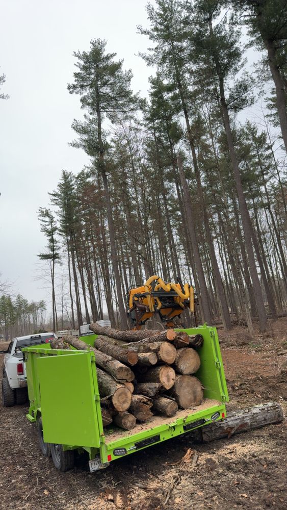 All Photos for Sterlings Tree Removal in Cobleskill, New York