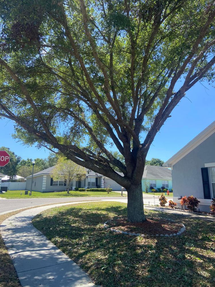 Fall and Spring Clean Up for Efficient and Reliable Tree Service in Lake Wales, FL