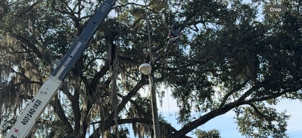 All Photos for Amerigrown Tree And Lawn in Apopka, FL