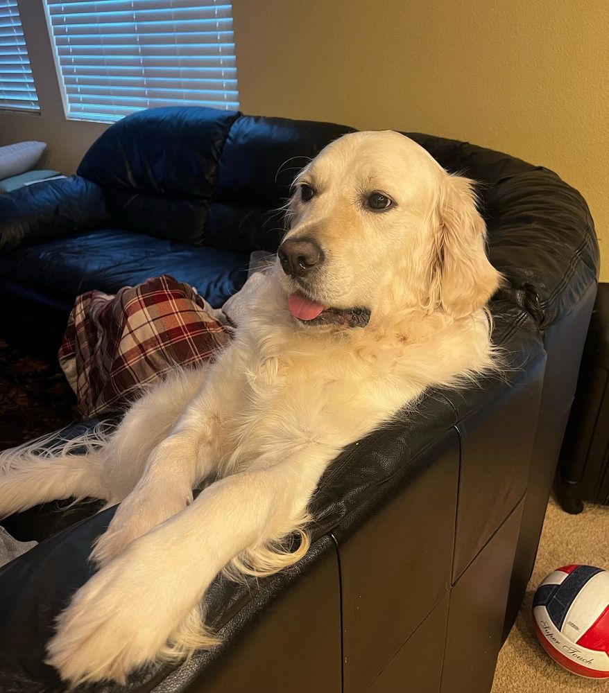 All Photos for Dumbo's Doggy Doors in City of Sammamish, WA