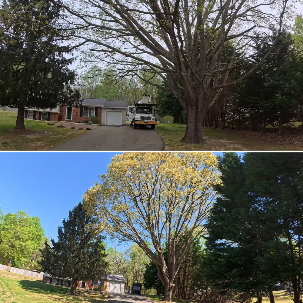 Tree Removal for Empire Tree Services in Mechanicsville, MD