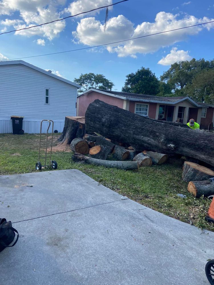 Fall and Spring Clean Up for Efficient and Reliable Tree Service in Lake Wales, FL