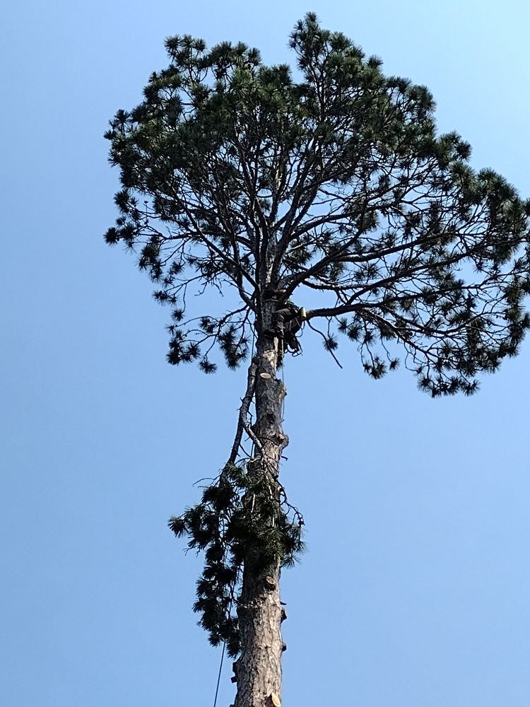 Tree Removal for Dan's tree service in Bemidji, MN