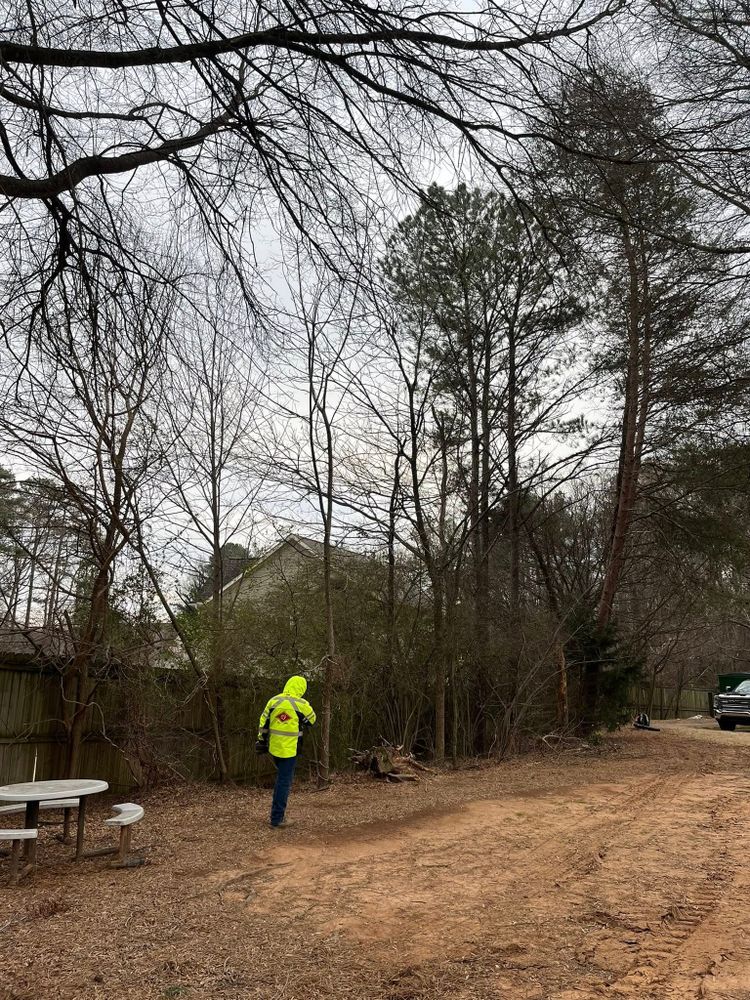 Tree Removal for J&M Stump Grinders LLC in Douglasville, GA