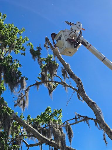 All Photos for Near Me Tree Service, Inc. in DeLand, FL