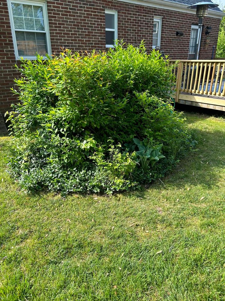 Our professional shrub trimming service enhances your landscape's beauty, promotes healthy growth, and maintains the perfect shape of your shrubs, ensuring a well-maintained and attractive exterior for your home. for Mad Dust Stump Grinding in Howard County, MD