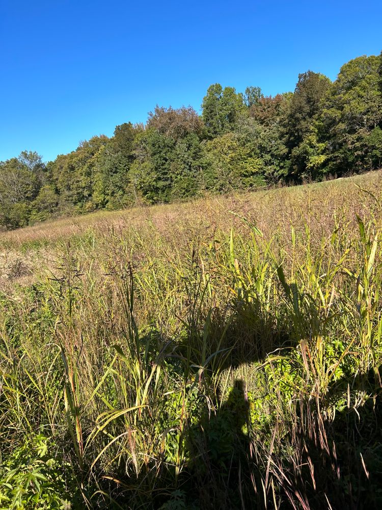 Our Bush Hog & Tree Work service offers professional land clearing, brush cutting, and tree removal to help you maintain a well-manicured lawn and enhance the aesthetic appeal of your property. for Gallimore’s Lawn Care in Thomasville, NC