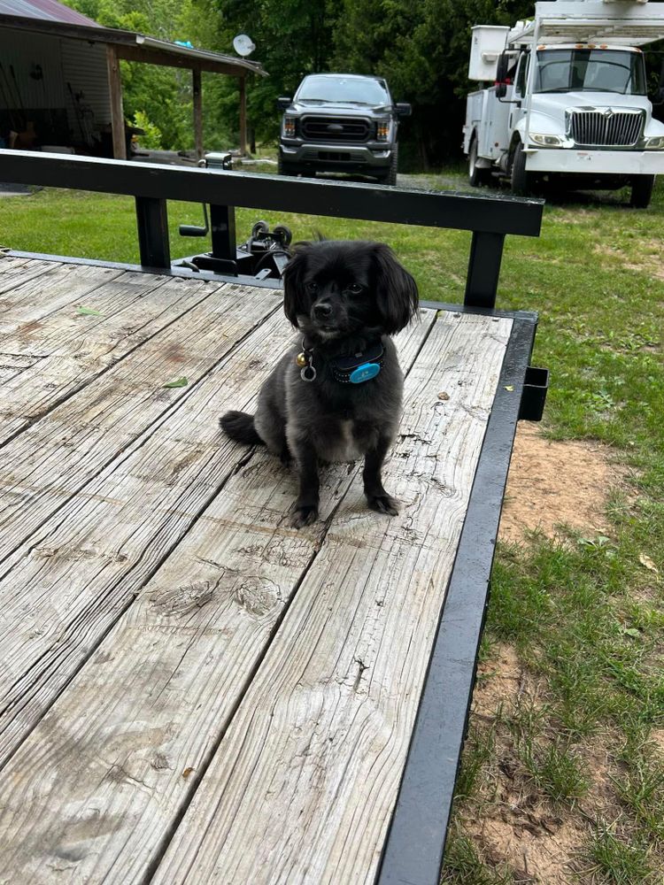 All Photos for NRV Tree Pro, LLC in Narrows, VA