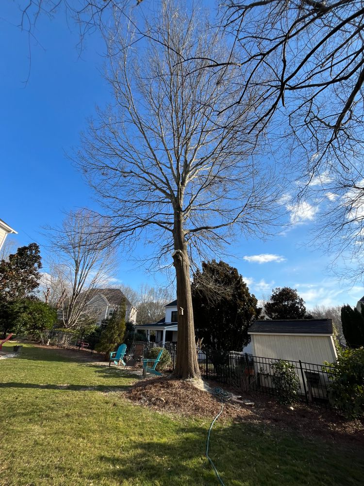 All Photos for Diversified Tree Company in Trinity, NC