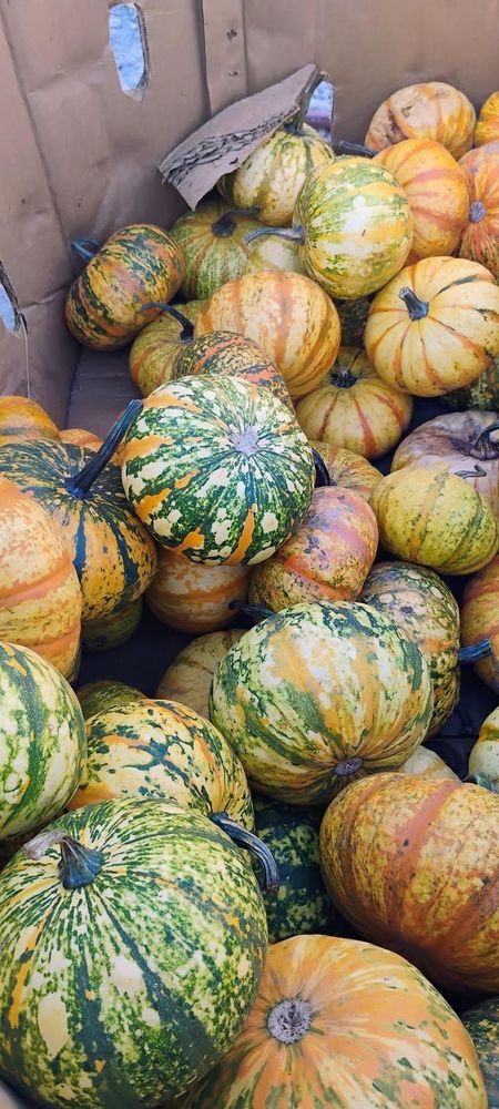 All Photos for BAM Another Pinestraw Lot in Flowery Branch, GA