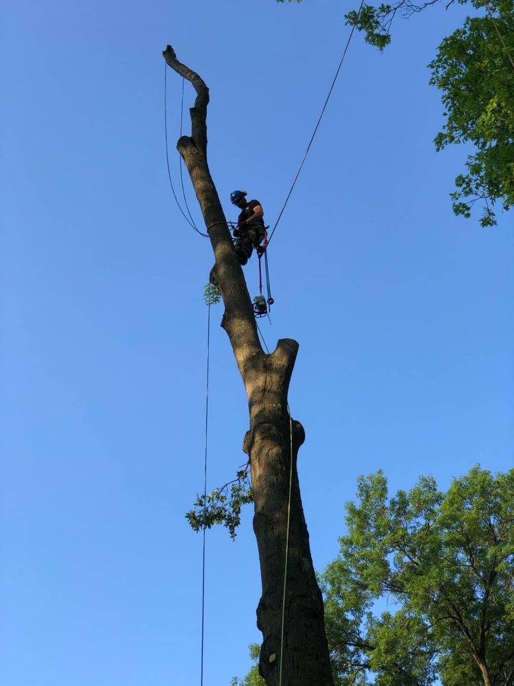 All Photos for Summit Tree Care LLC in Fort Wayne, IN