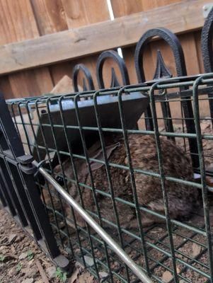 All Photos for Topper's Wildlife Removal in Garland, TX