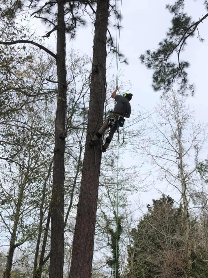 Tree Removal for Coastal Tree & Stump in Charleston, SC