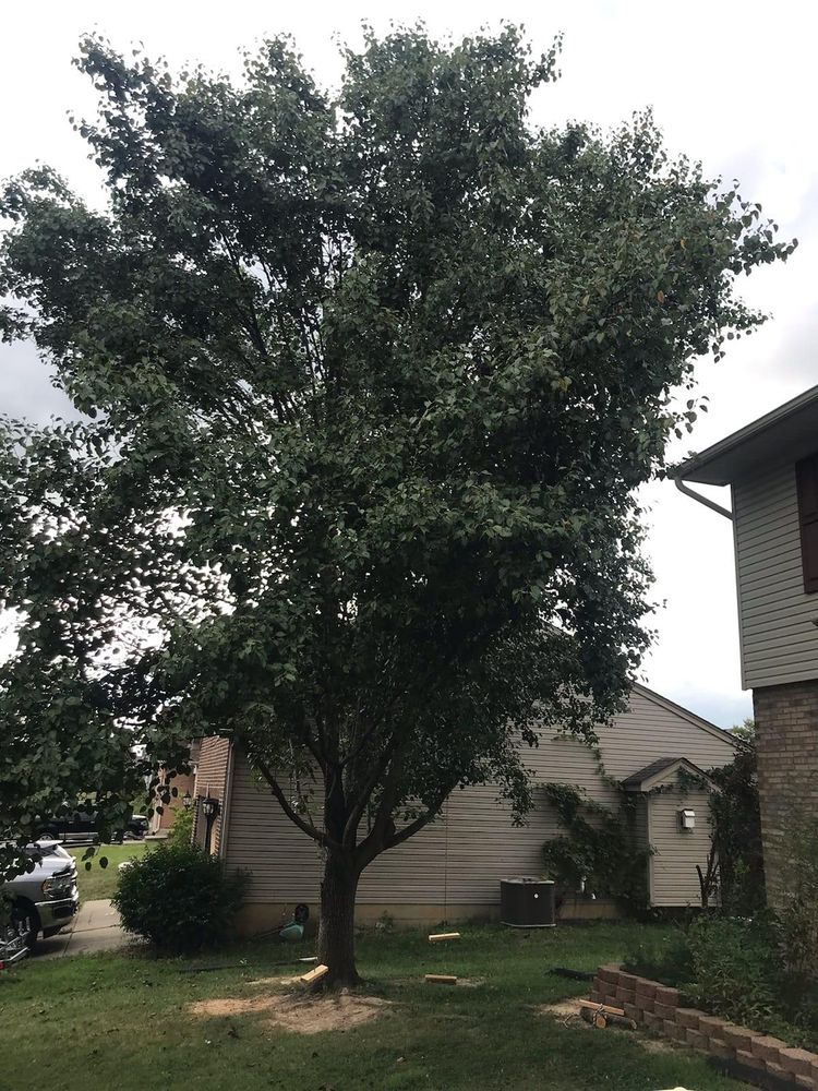 All Photos for Kingdom Tree Trimming and Removal LLC in Covington, KY