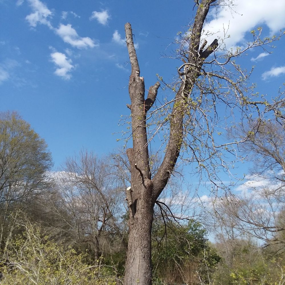 All Photos for Leon Landscaping & Tree Service in Palestine, TX