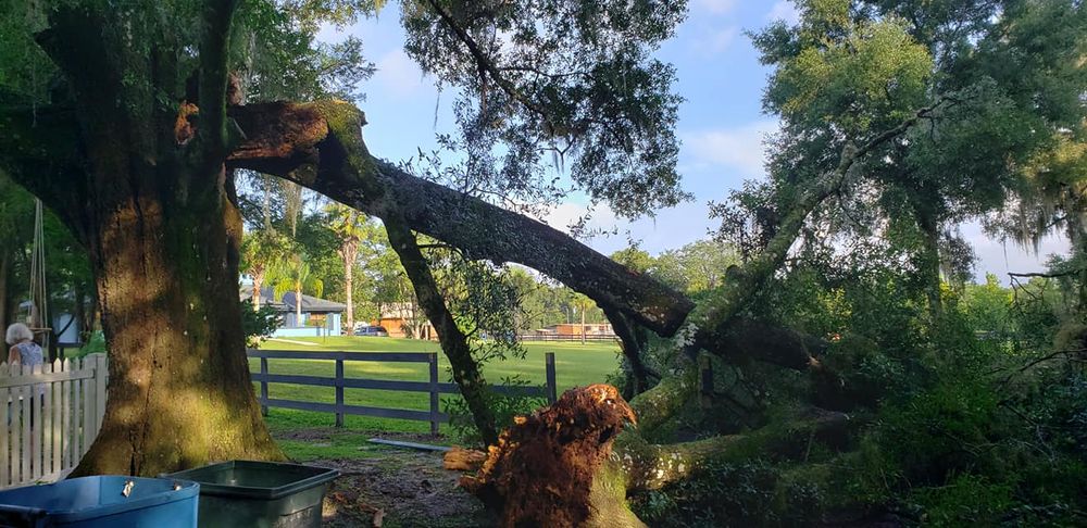 Tree Removal for Daniel Hickey’s Tree Service in DeLand, FL