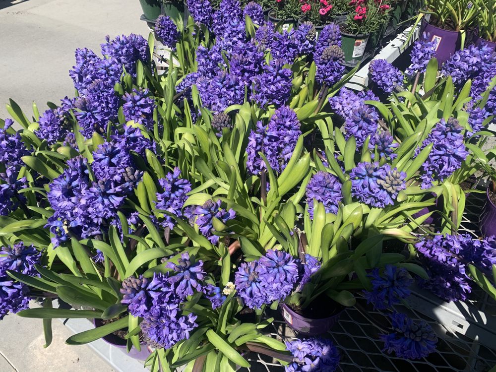 All Photos for Poarch Creek Landscaping in Santa Rosa Beach, FL