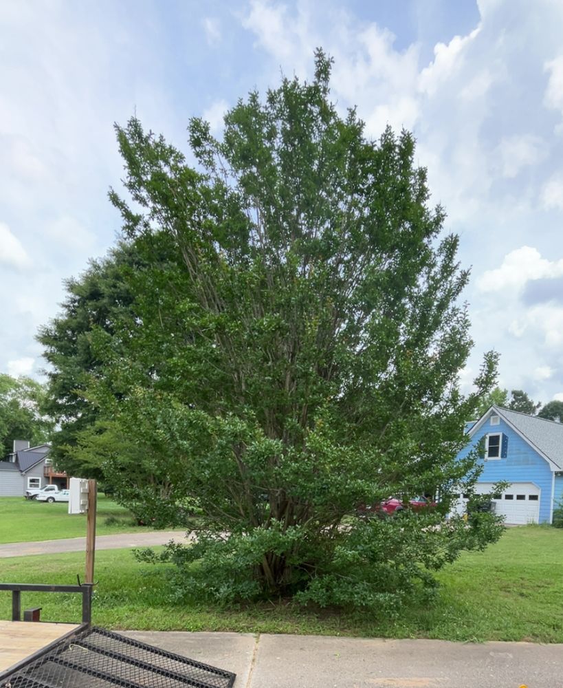 Our shrub trimming service enhances your home's curb appeal, promoting healthy growth and maintaining shape. Trust our experts to provide meticulous care, ensuring vibrant and beautifully manicured shrubs in every season. for WD Lawn Services in Loganville, GA