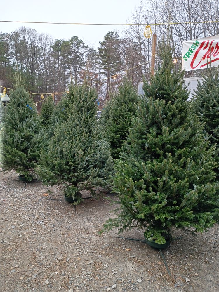 All Photos for BAM Another Pinestraw Lot in Flowery Branch, GA