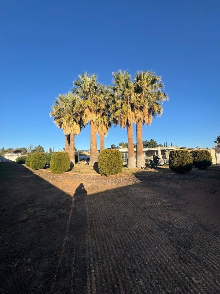 Stump Removal for By Faith Landscaping in Sierra Vista, AZ