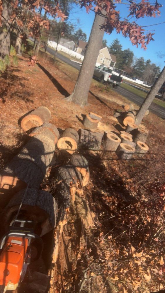 All Photos for Dwights Tree Service in Middleborough, MA