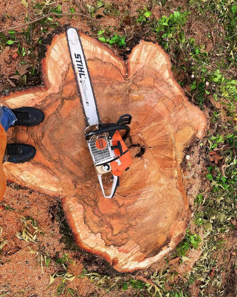 Tree Removal for Kingdom Tree Cuts in Birmingham, AL