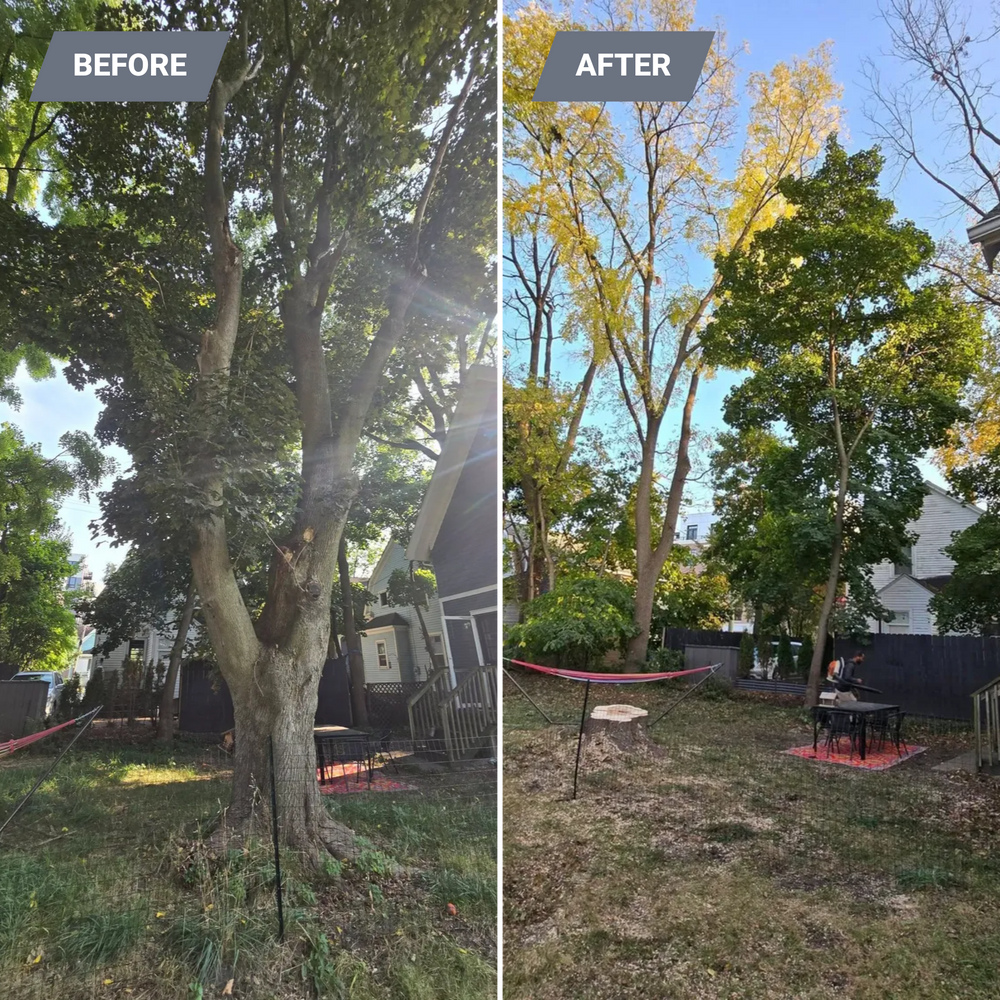 All Photos for D Hale Tree Service in Ann Arbor, MI