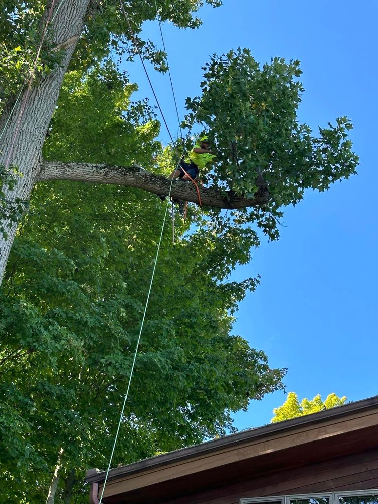 Foxworth Tree Service team in Coloma,, MI - people or person